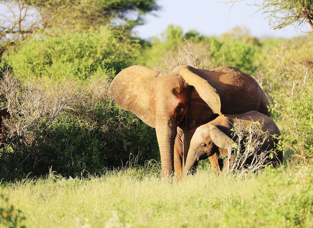 Free photo group of elephants in tsavo east national park, kenya, africa