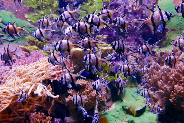 Free Photo group of fish under the water