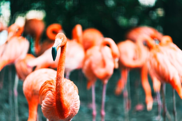 Free Photo a group of flamingo gathered around