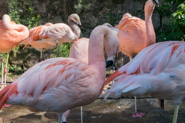 Free photo group of flamingos in an exotic environment