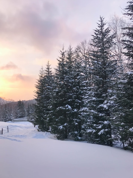 Free photo group of frosty spruce trees