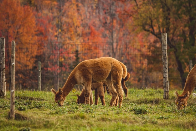 Free photo group of llamas grazing the grass behind a fence in a field