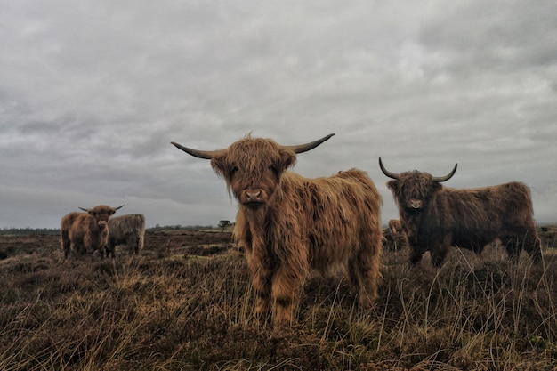 Group of long-haired highland cattle with a cloudy gray sky