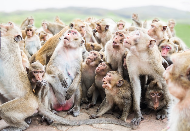 Free Photo group of monkeys are waiting and eating their food over blur mountain background