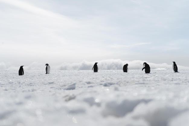 Free photo group of penguins walking on the frozen beach