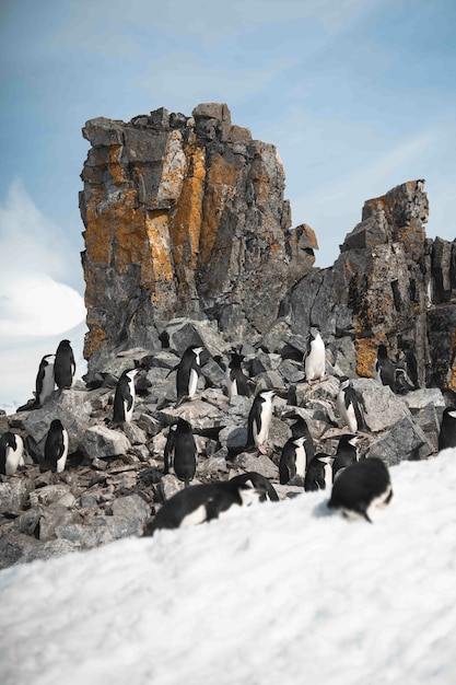 Group of penguins walking on the frozen beach