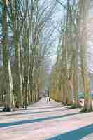 Free photo group of people walking along the pathway surrounded by bare trees during daytime