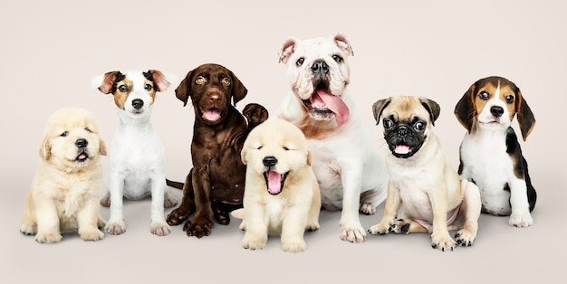 Free Photo group portrait of adorable puppies