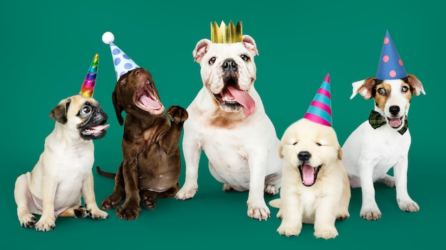 Free Photo group of puppies celebrating a new year