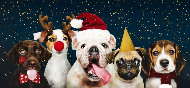 Group of puppies wearing Christmas costumes