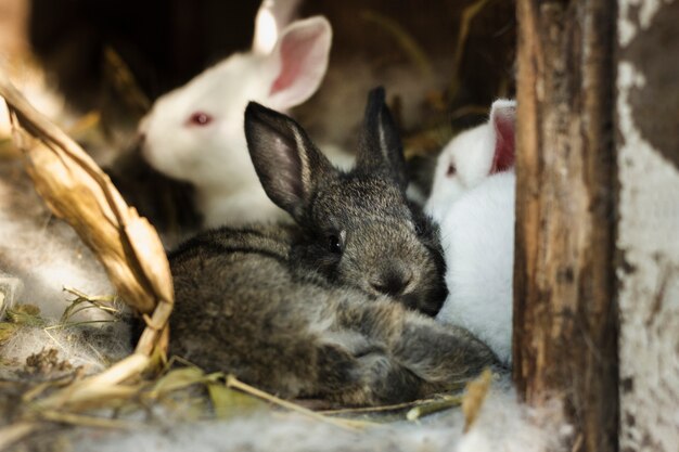 Group of rabbits inside shelter at farm