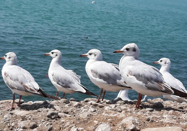 Free photo group of seagulls perched on a rocky surface near the sea