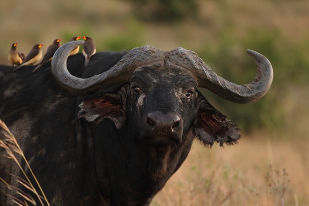 Group of small cute birds sitting on the back of a magnificent black buffalo