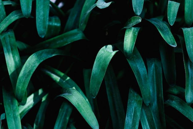 Free photo group of tropical green leaves