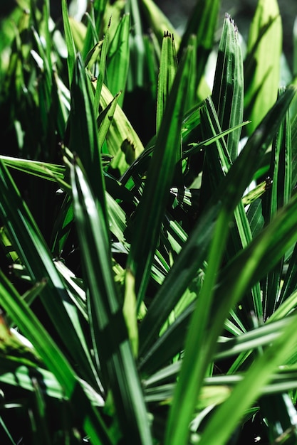 Group of tropical green leaves