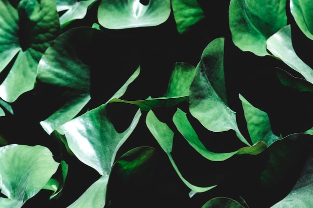 Free Photo group of tropical green leaves