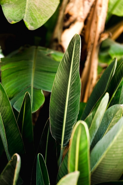 Group of tropical green leaves