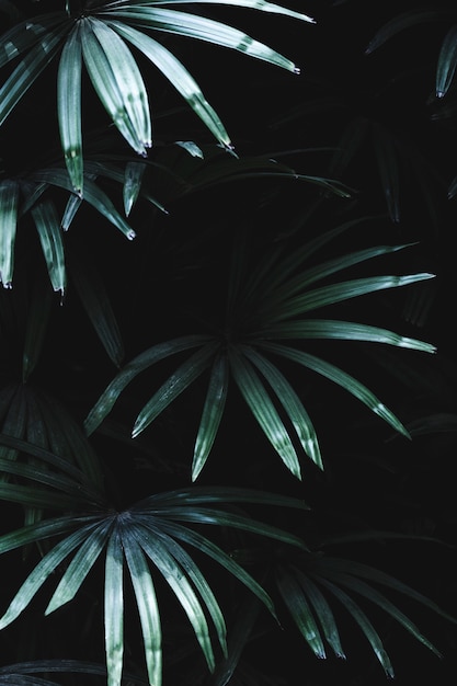 Group of tropical green leaves