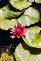 Free photo group of water lillies and a flower