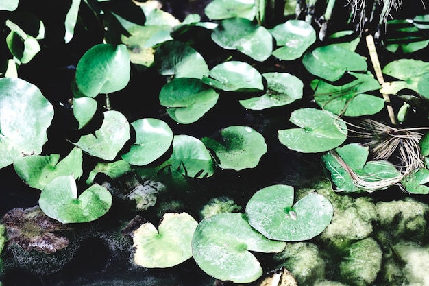 Group of water lillies and rocks