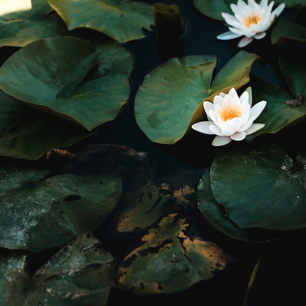 Group of water lillies and white flowers