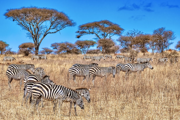 group of zebras in africa