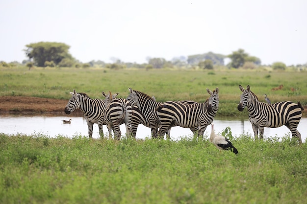 Group of zebras at a riverbank in Tsavo East National park, Kenya, Africa