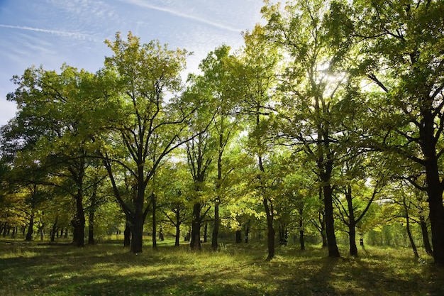 grove in summer