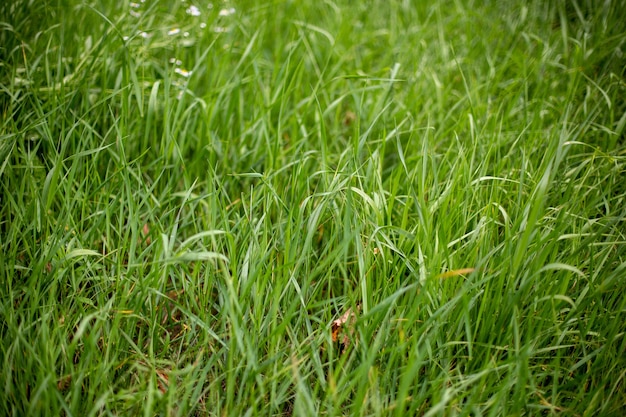 Free Photo growing grass on the ground - good for wallpapers