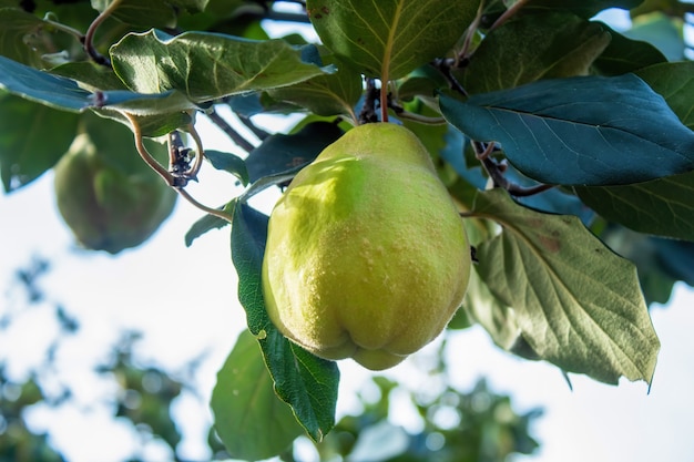 A growing green quince with moss on the surface, green leaves around it