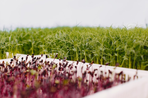 Free Photo growing microgreens on table background. healthy eating concept. fresh garden produce organically grown as a symbol of health. microgreens closeup.