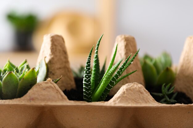 Growing plants in egg box creative way to grow plants