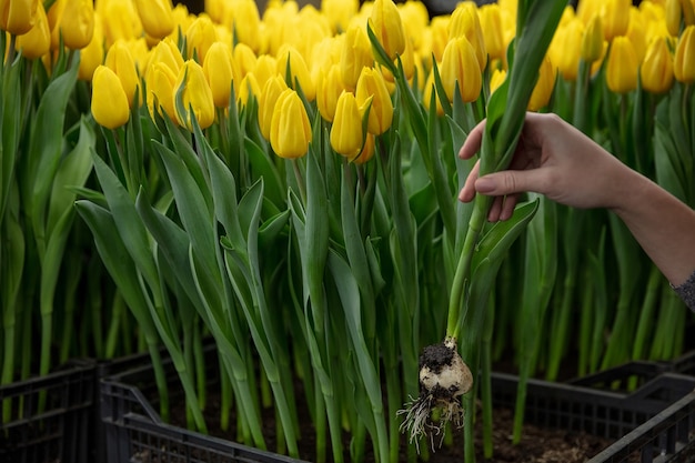 Free Photo growing tulips in a greenhouse  crafted manufacture for your celebration