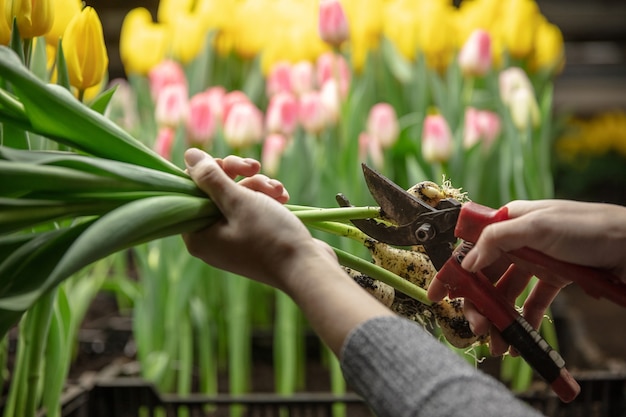 Growing tulips in a greenhouse  crafted manufacture for your celebration