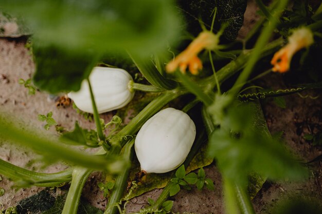 Growing white pumpkins at a farm