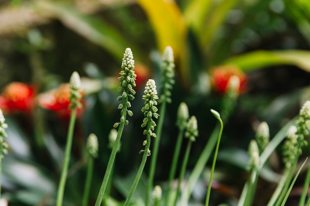 Free Photo growing wildflowers in forest