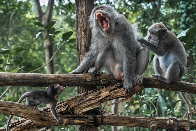 Growling macaque monkey and a playful macaque monkey on a branch