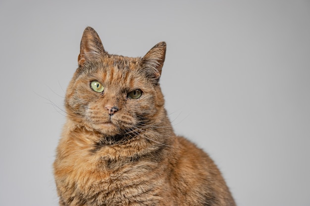 Free photo grumpy cat looking a the camera with a white background