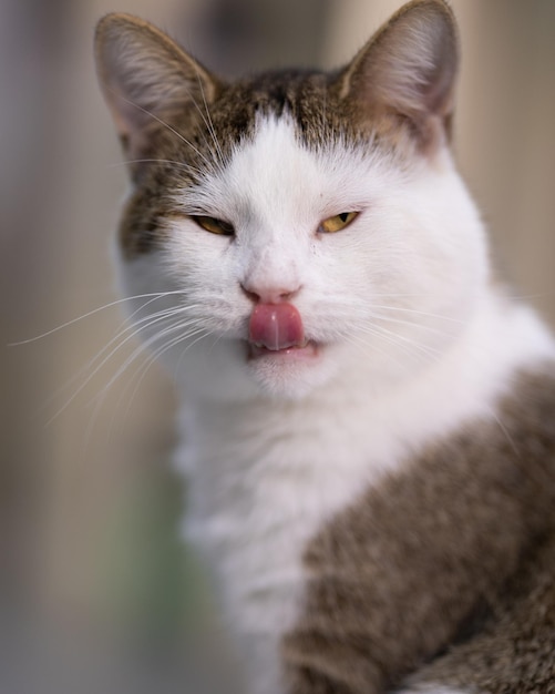 Free photo grumpy white and brown cat on a blurred background at home