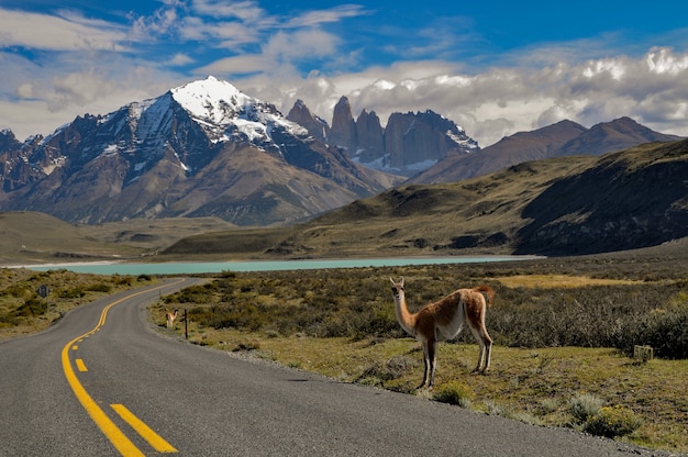 Free Photo guanaco (lama guanicoe) at torres del paine national park