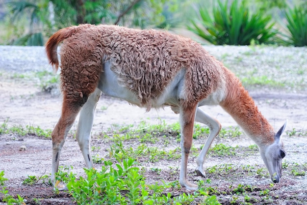 Free photo guanaco