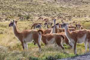 Free photo guanaco