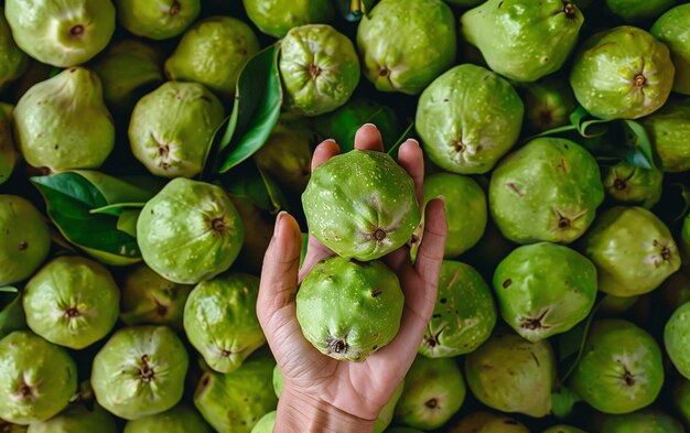 Guava fruit still life