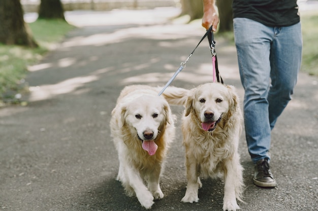 Guide dog helping blind man in the city. Handsome blind guy have rest with golden retriever in the city.