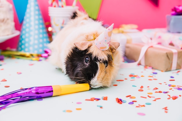 Free photo guinea pig wearing tiny party hat smelling horn blower on blue background