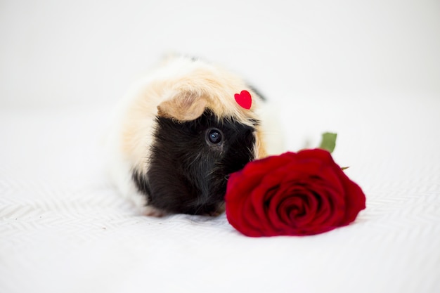 Free Photo guinea pig with ornament red heart on front near flower 