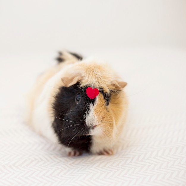 Free photo guinea pig with ornament red heart on front