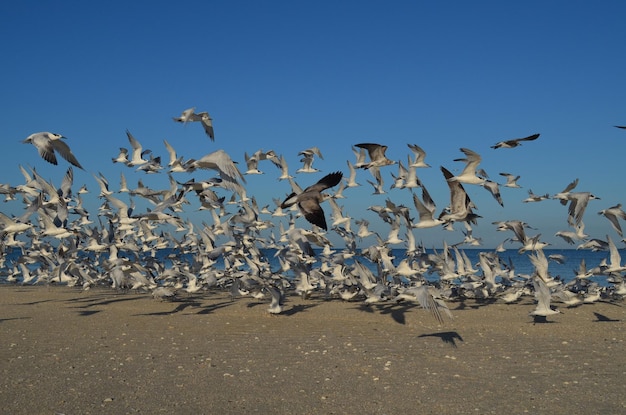 Gulls flying above the shore of Naples Florida beach.