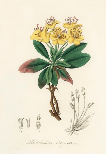 Free Photo gum benjamin tree (rhododendron chrysanthum) illustration from medical botany (1836)