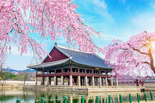 Gyeongbokgung Palace with cherry blossom in spring, Seoul in Korea.